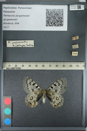 Media type: image;   Entomology 174607